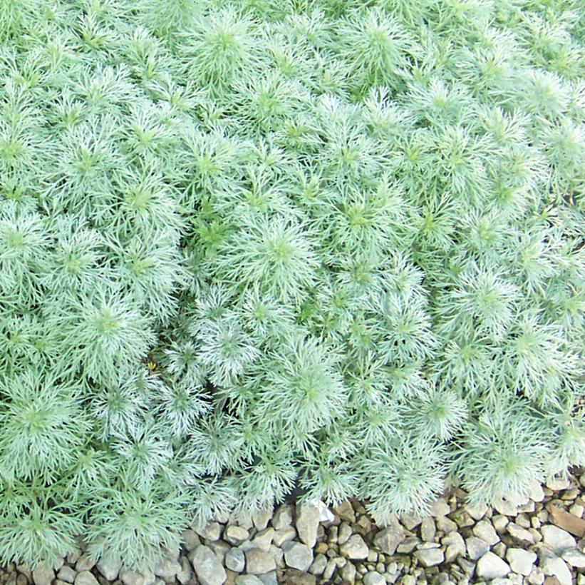 Silvermound Wormwood, Silvermound Artemisia