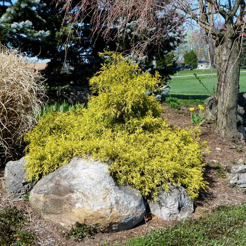Golden Mop Threadleaf Falsecypress, Golden Mop Japanese Falsecypress
