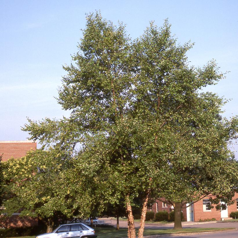 River Birch
