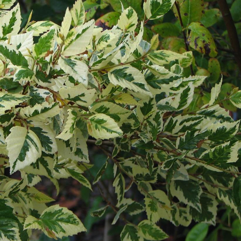 Shiloh Splash River Birch, Variegated River Birch