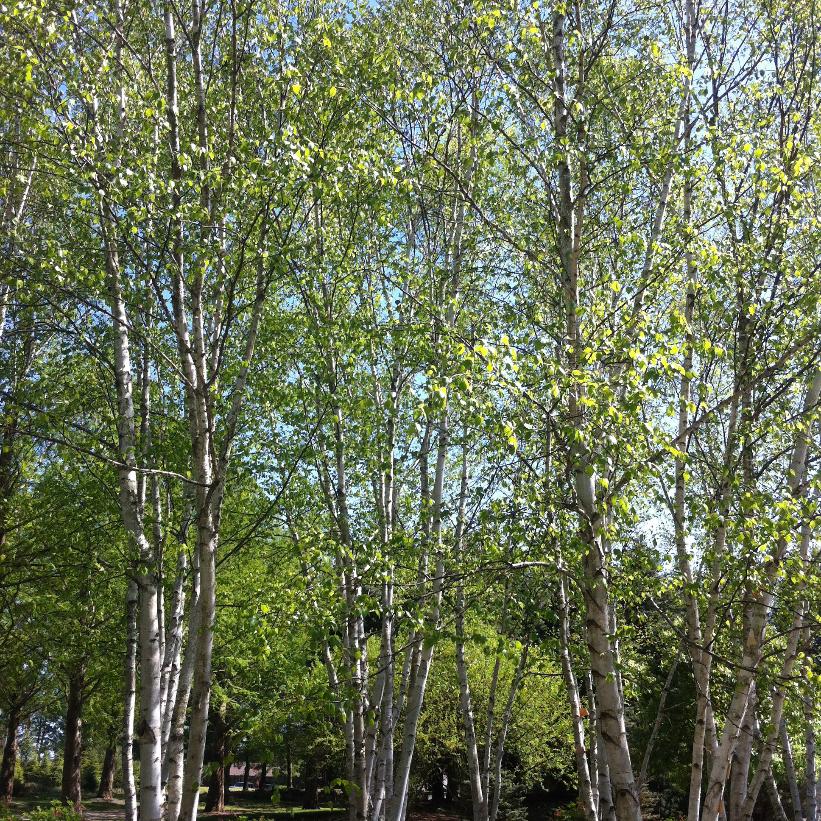 Paper Birch, Canoe Birch