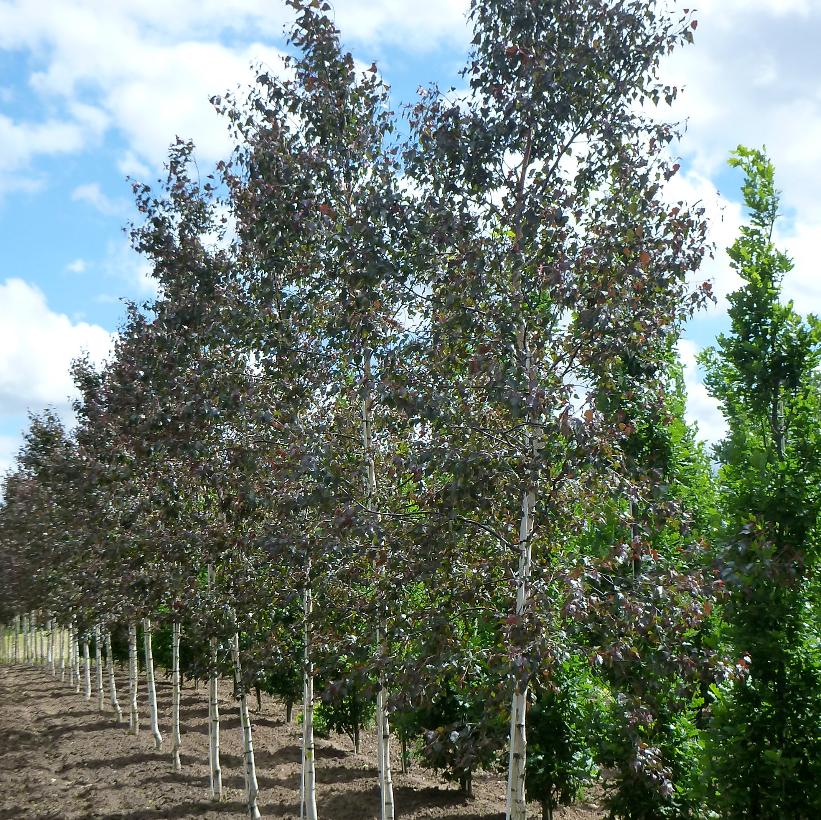 Royal Frost® Birch