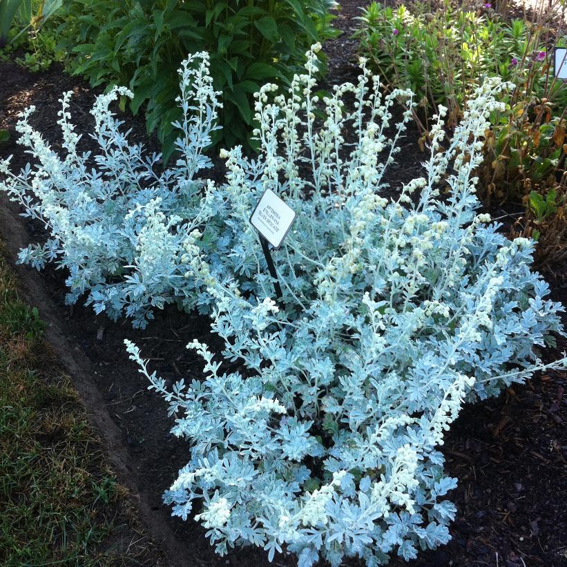 Silver Brocade Artemisia
