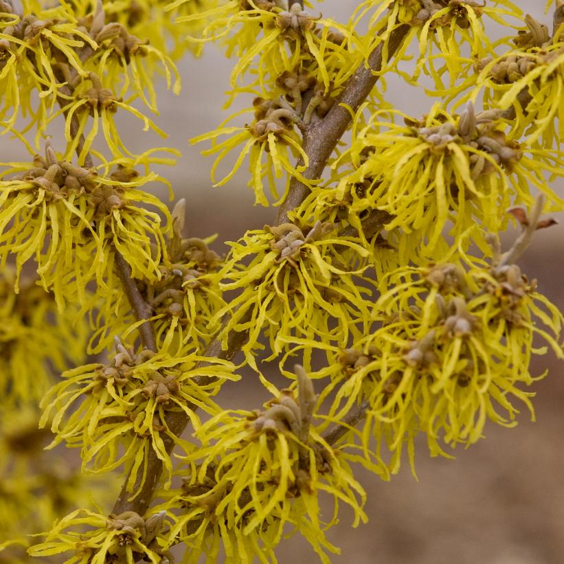 Arnold Promise Witchhazel