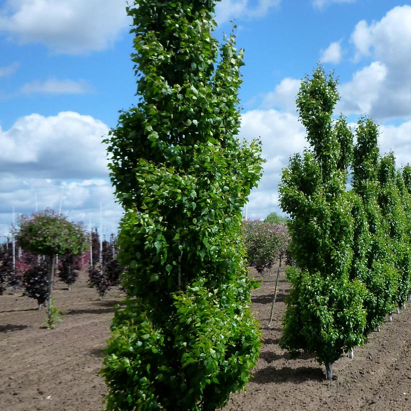 Pyramidal European Birch