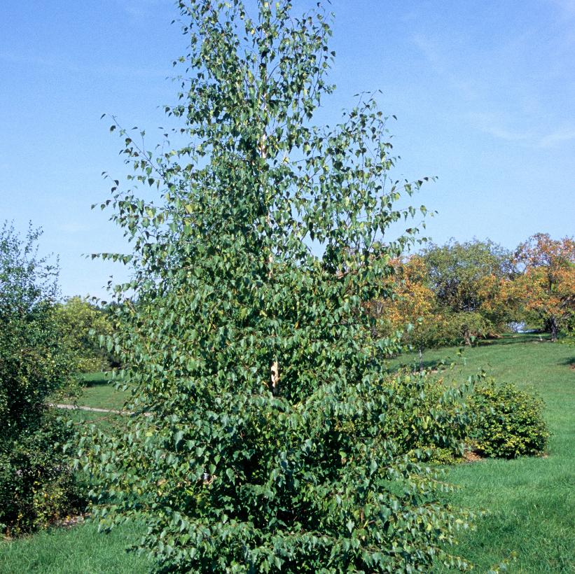 Cutleaf Weeping Birch