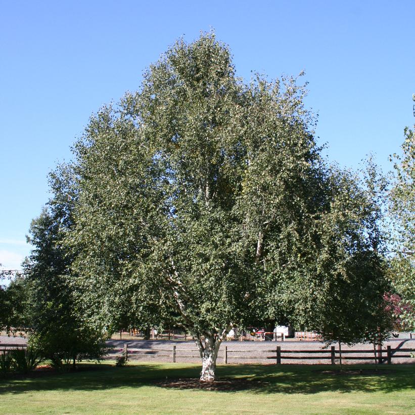 Jacquemontii Birch, Himalayan Birch