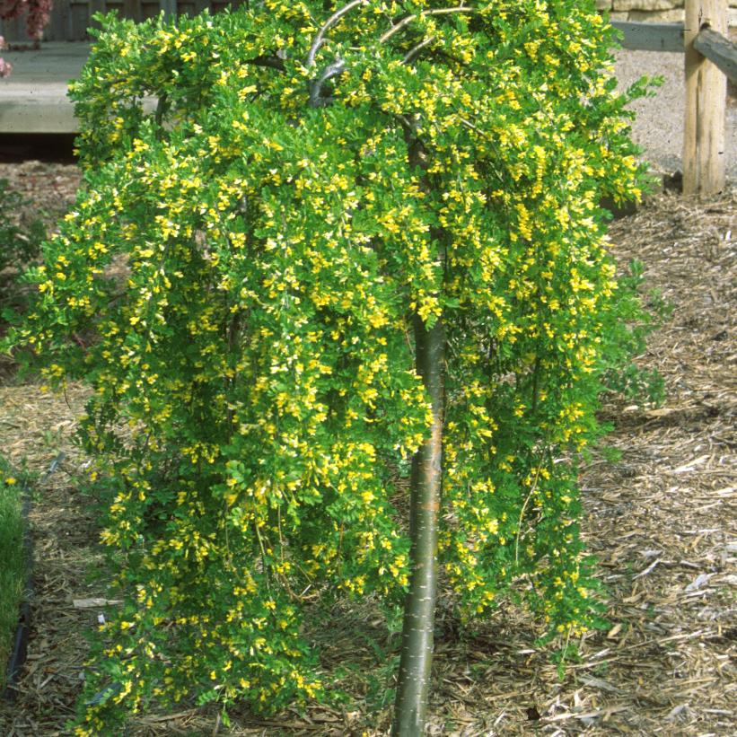 Weeping Peashrub