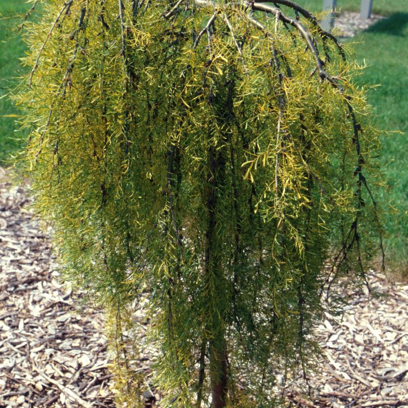 Cutleaf Weeping Peashrub