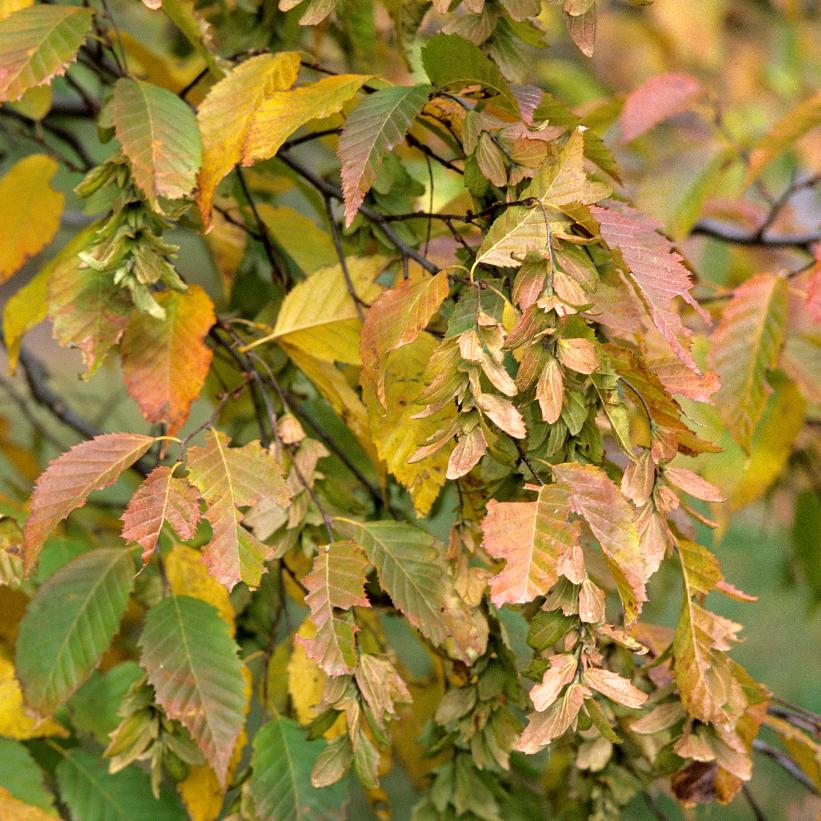 European Hornbeam