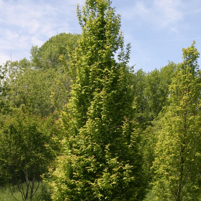 Frans Fontaine Hornbeam