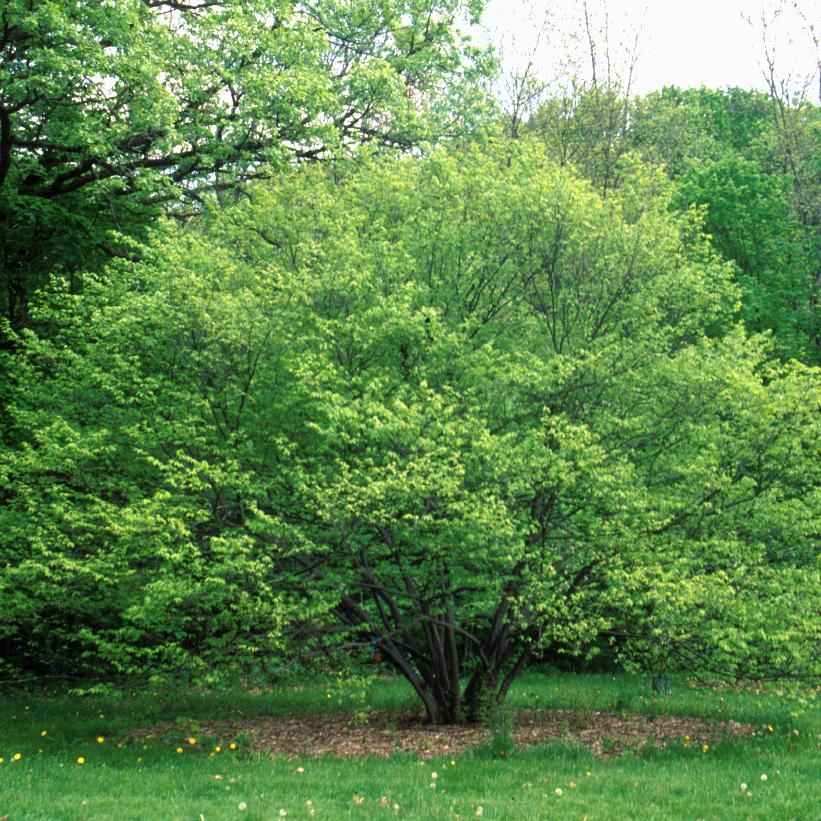 Blue Beech/Musclewood, Blue Beech, American Hornbeam, American Carpinus