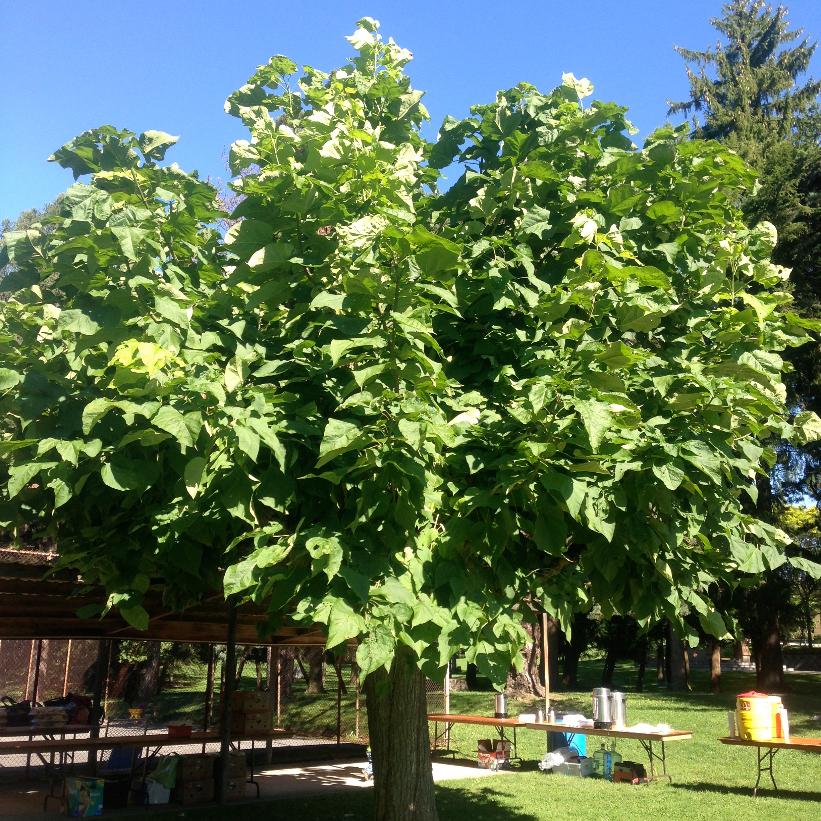 Umbrella Tree, Manchurian Catalpa