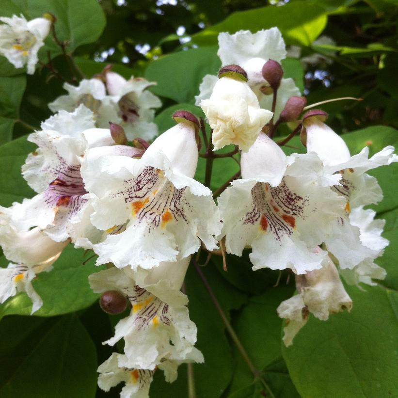 Northern Catalpa