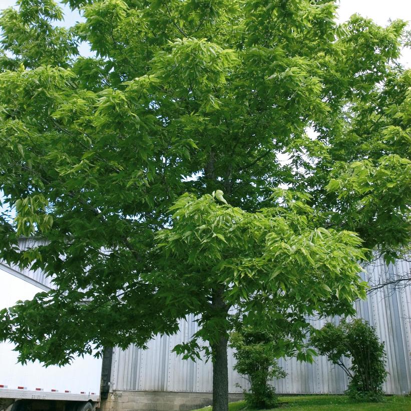 Common Hackberry