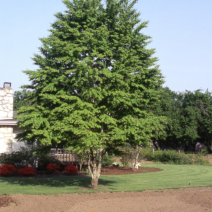 Katsura Tree