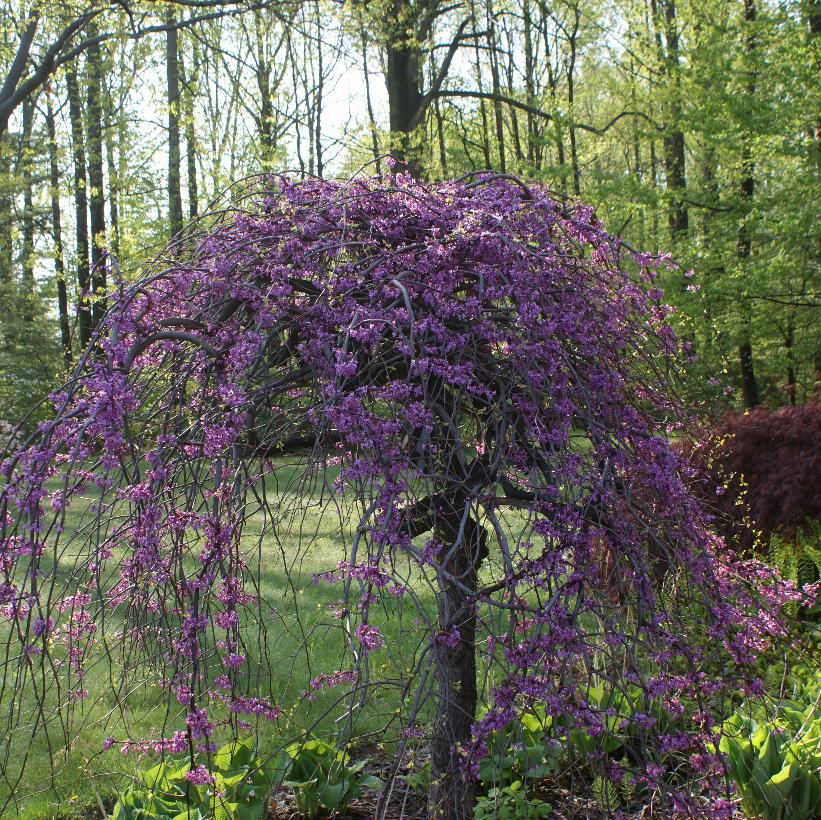 Lavender Twist® Redbud