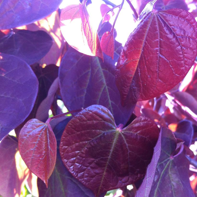 Forest Pansy Redbud
