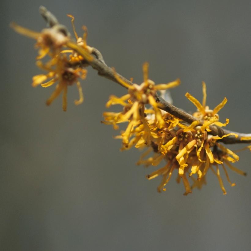 Vernal Witchhazel