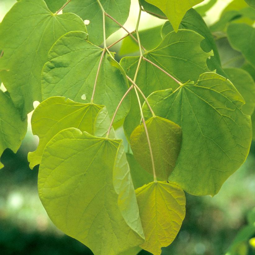 Hearts of Gold Redbud