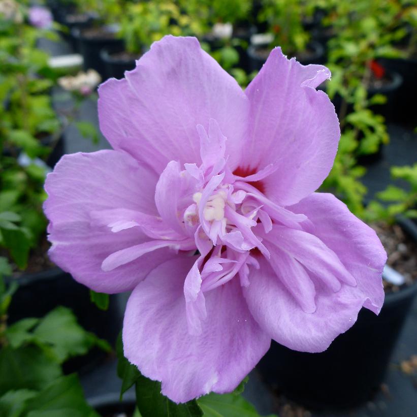 Ardens Rose of Sharon