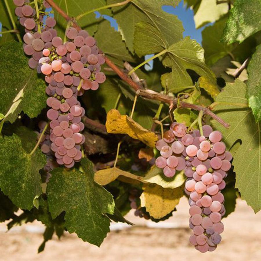 Canadice Seedless Grape