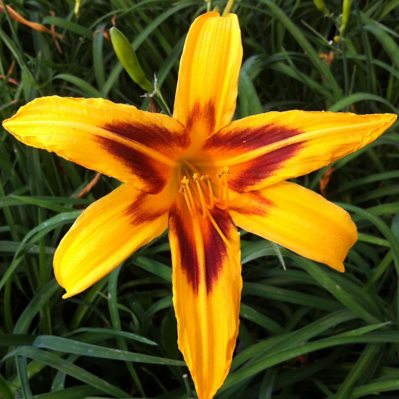 Bonanza Daylily