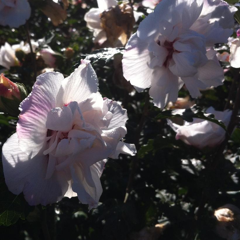 Morning Star Rose of Sharon