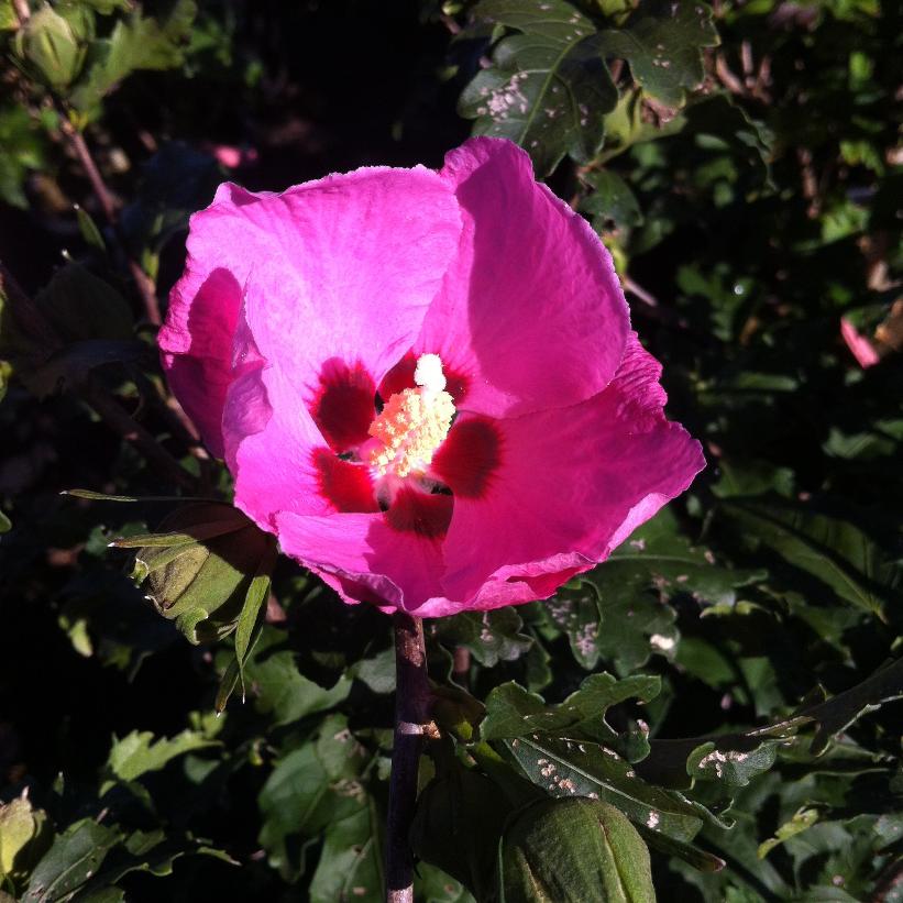 Aphrodite Rose of Sharon