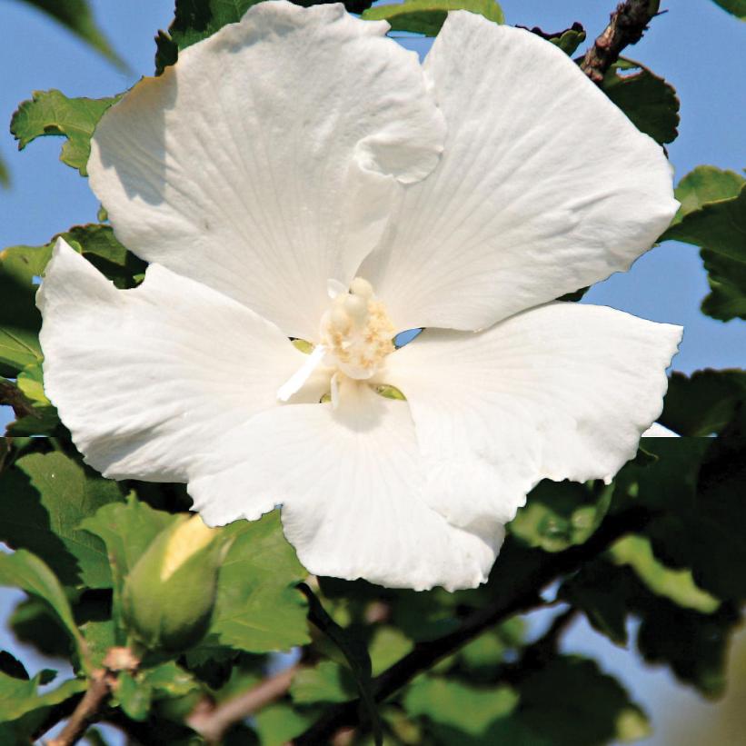 Diana Rose of Sharon