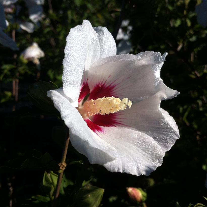 Red Heart Rose of Sharon