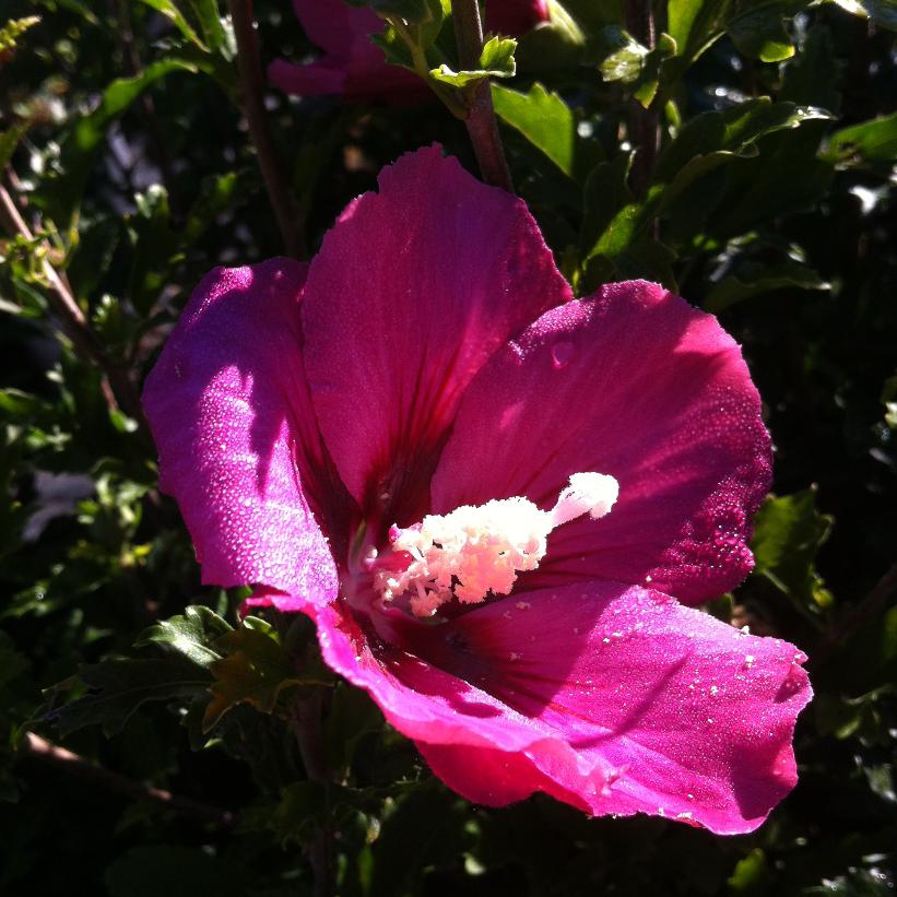 Rubis Rose Of Sharon