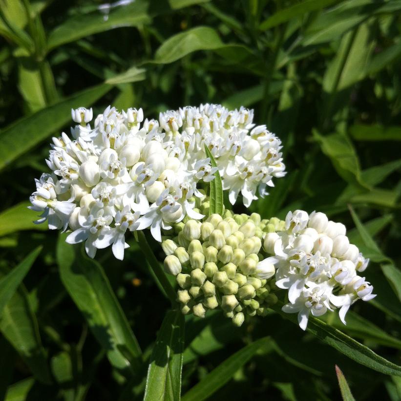 Milkweed, Ice Ballet Milkweed