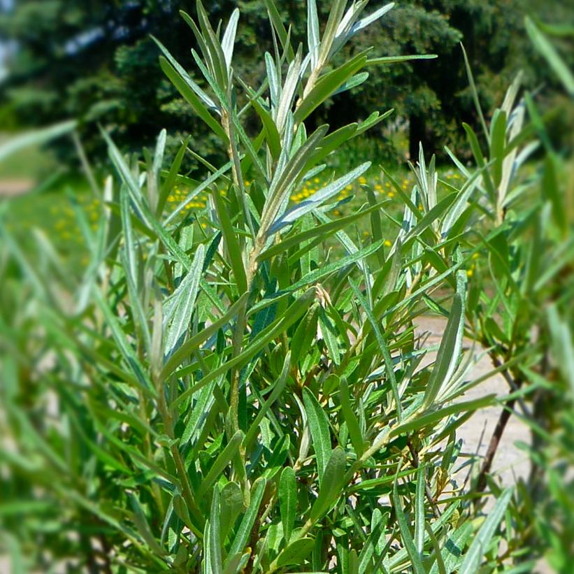 Lord Sea Buckthorn