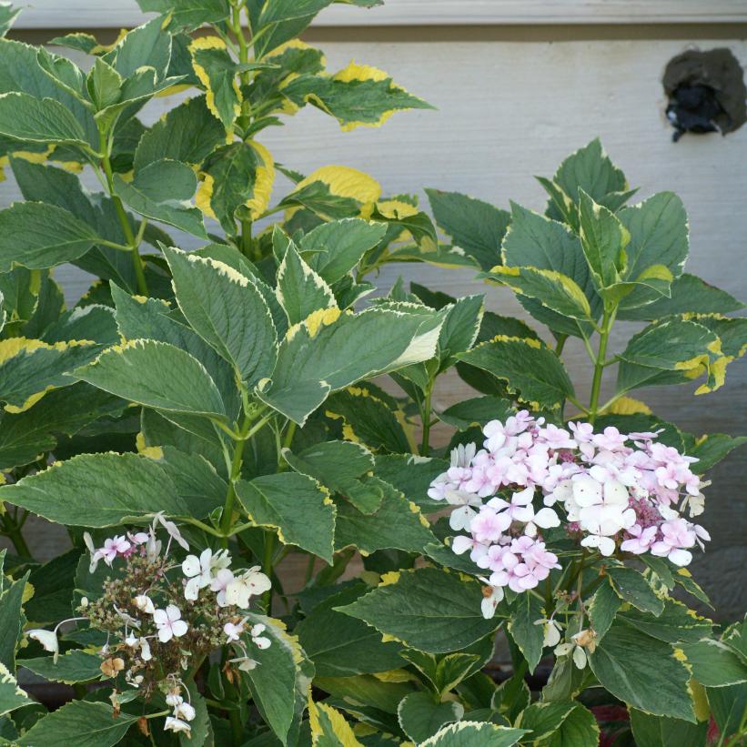 Lemon Wave Hydrangea
