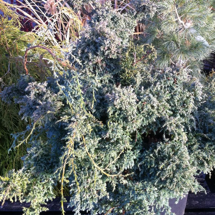 Blue Moss Falsecypress, Squarrosa Intermedia Moss Falsecypress
