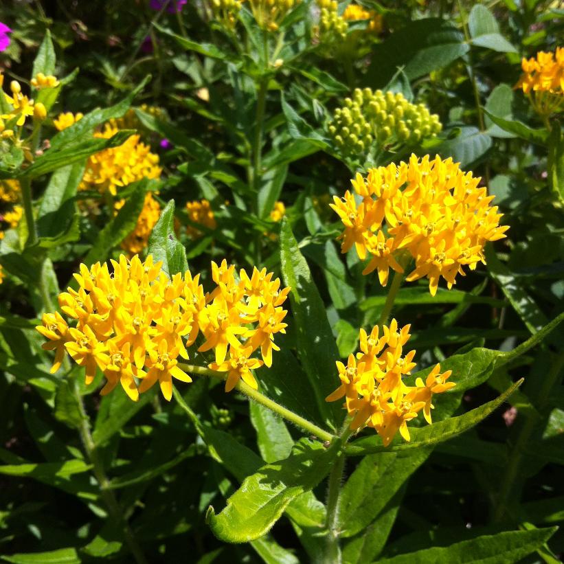 Butterfly Milkweed, Hello Yellow Butterfly Milkweed