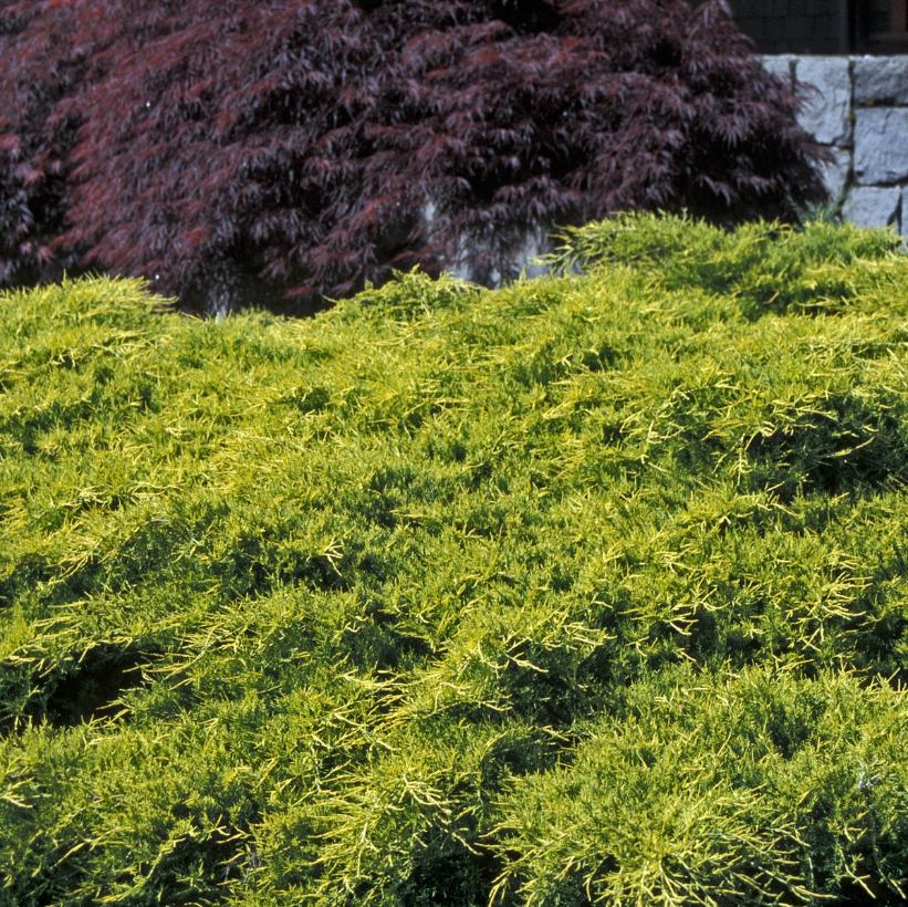 Gold Coast® Juniper