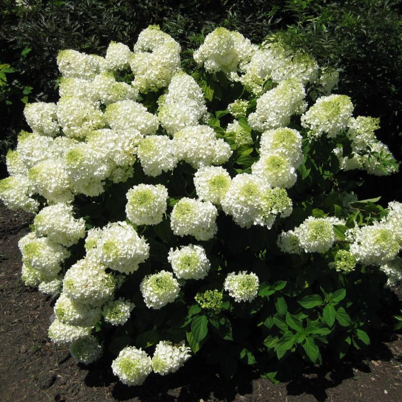 Bombshell Hydrangea