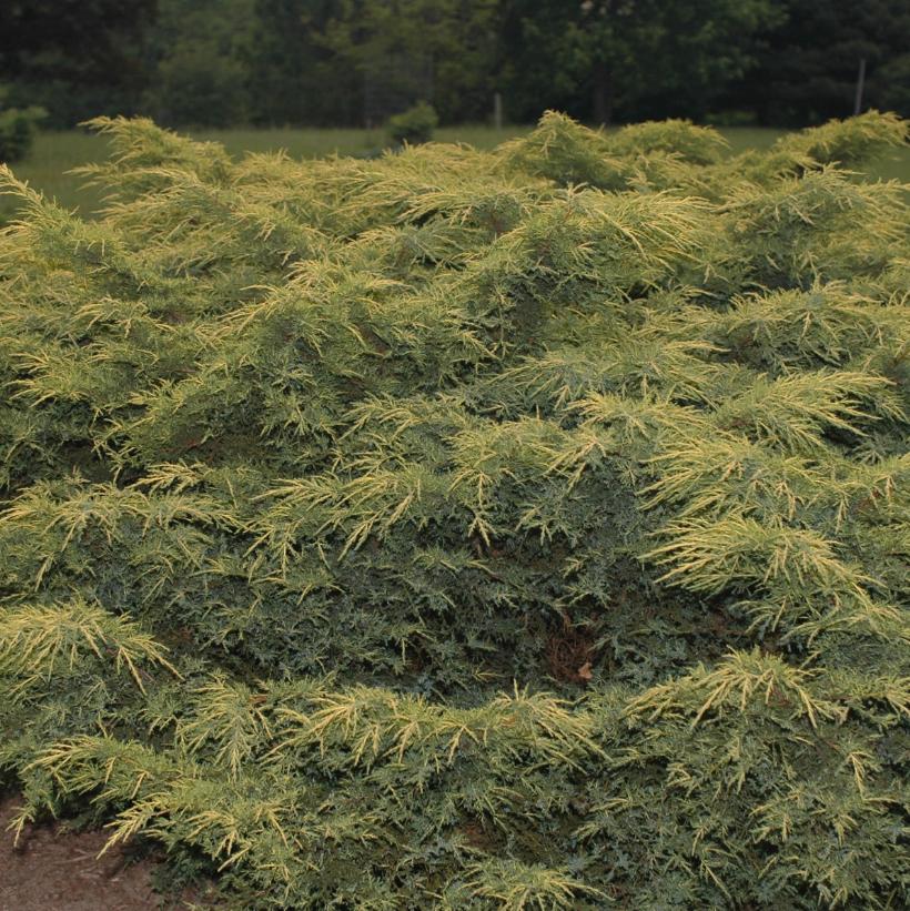 Gold Star® Juniper