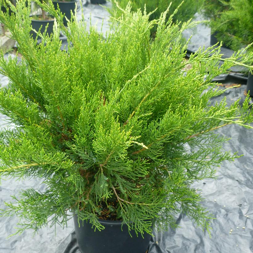 Mint Julep® Juniper