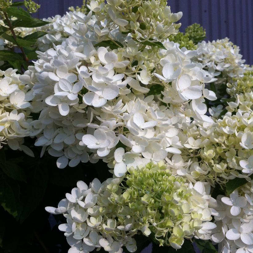 Peegee Hydrangea