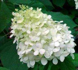 Pee Wee Hydrangea