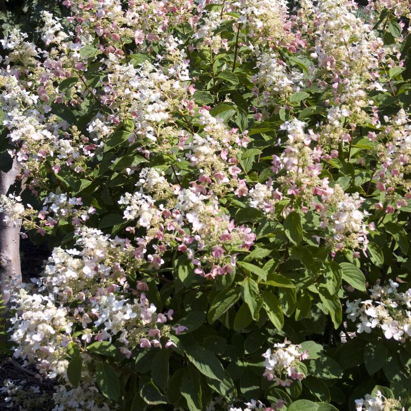Pink Diamond Hydrangea