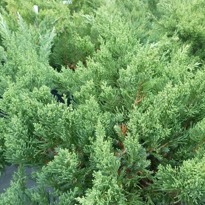 San Jose Juniper