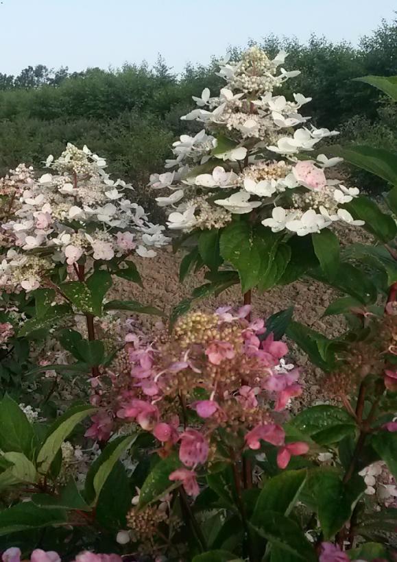 Wim Fire and Ice® Hydrangea