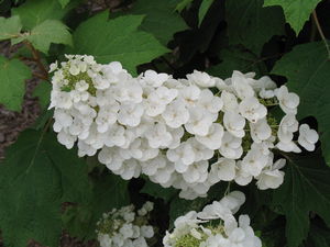 Alice Oakleaf Hydrangea - Hydrangea quercifolia 'Alice'