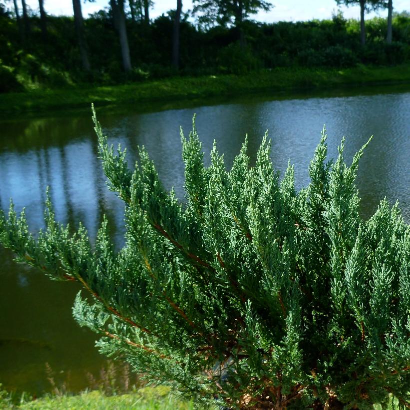 Blue Sargent Juniper