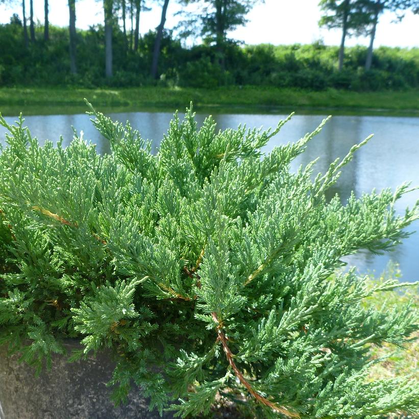 Green Sargent Juniper