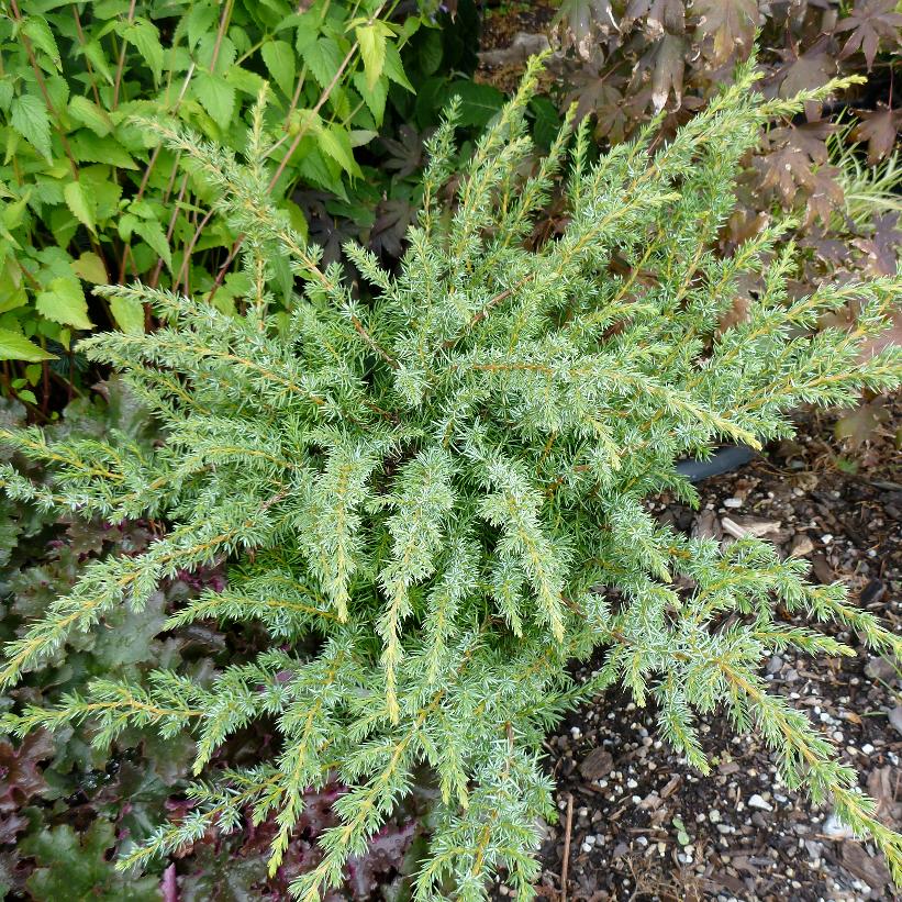 Blueberry Delight® Juniper